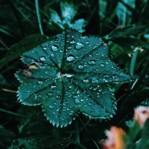 Alchemilla, also called Lady's Mantle