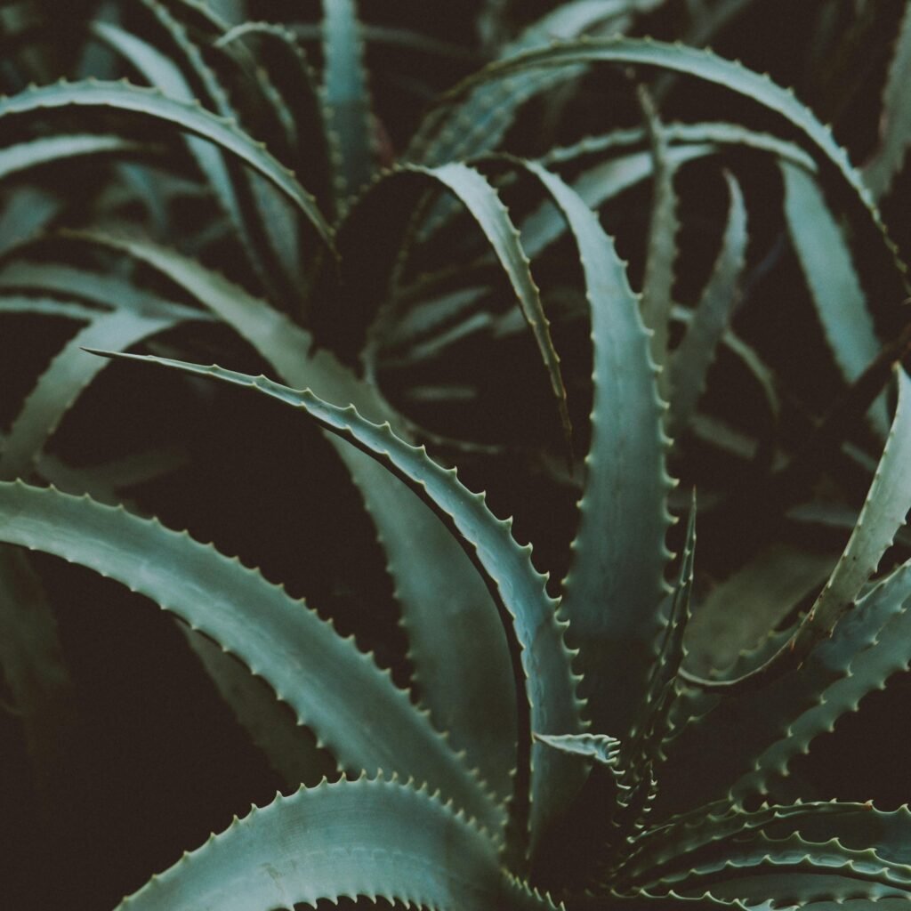 AloeVera