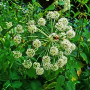 Angelica, also called Wild Celery