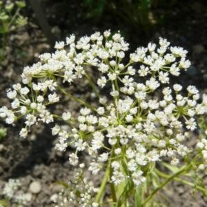 Aniseed (Pimpinella anisum)