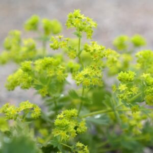 frauenmantel, blossoms, plant, sharp lappiger lady's mantle, nature, herb, inflorescence, light green, yellow-green, green, alchemilla vulgaris, alchemilla acutiloba opiz, alchemilla acutangula buser, common lady's mantle, ordinary woman coat, alchemilla, alchemist herb, aschnitz, verbena, framanteikraut, frauamentali, frauemaenteli, our women coat, our women love coat, our lady night coat, fruemantel, fruenmaenteln, goosefoot, gaenselgruen, gilt gander, help, lord mantle, herrgottsmaentelein, john flower, loeentritt, lion foot, loewentapen, maentelikraut, mantle herb, marie herb, marie coat, our lady coat, motherwort, nominal corner, pbe fraua menteli, ohmkraut, omkraut, parisol, regendaechle, schathuetlichrut, silver herbs, sinau, sindauwe, sindaw, sinnawn, sinnow, sondaw, sun leaves, sternkraut, thaublatt, thauschüsseli thumantel, alchemilla vulgaris, alchemilla vulgaris, alchemilla, alchemilla, alchemilla, alchemilla, alchemilla, goosefoot