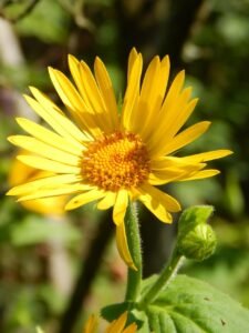 arnica, blossom, bloom, yellow, medicinal plant