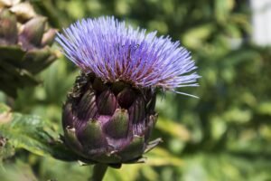 Vibrant purple artichoke flower in full bloom photographed during daylight.