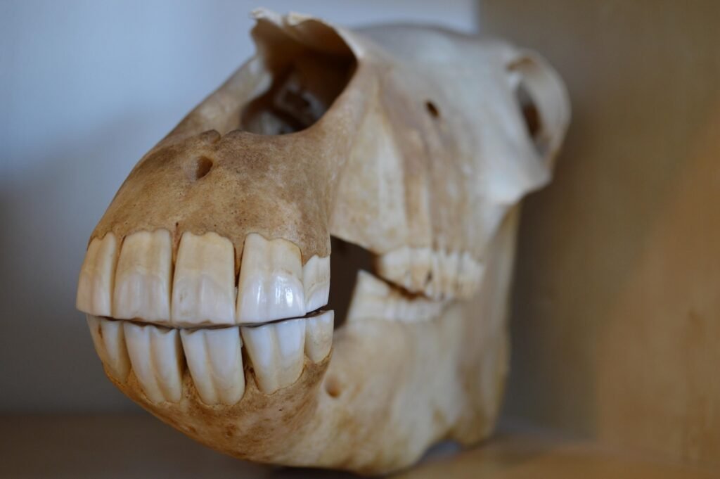 Horse skull