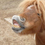 Pony showing teeth