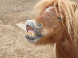 Pony showing teeth