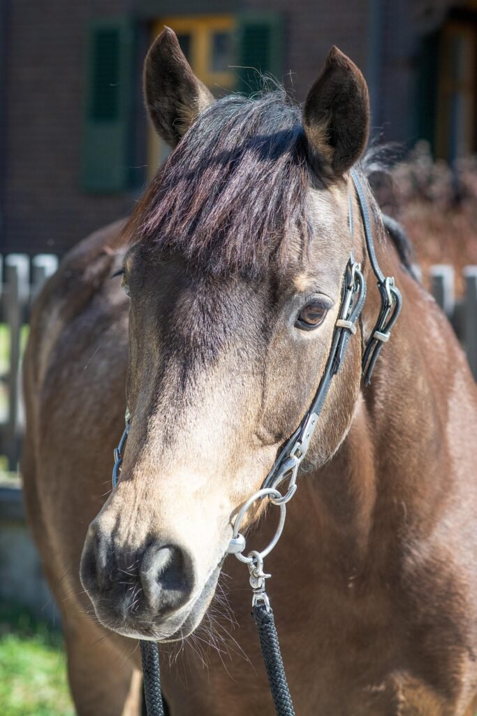 Horse with bridle